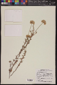 Eriogonum fasciculatum image