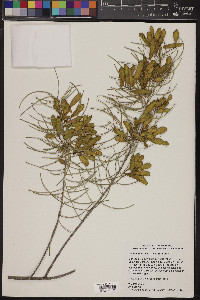 Acacia aneura image