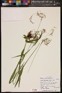 Luzula parviflora image