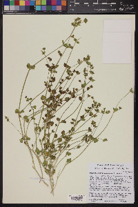 Mirabilis laevis var. retrorsa image