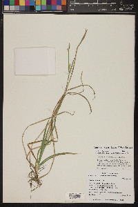 Carex arizonica image