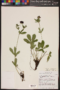 Potentilla thurberi var. thurberi image