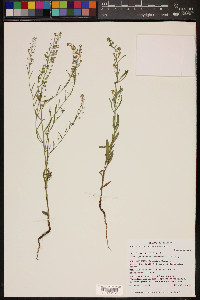 Lepidium virginicum var. pubescens image