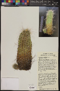 Echinocereus engelmannii image