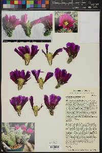 Echinocereus engelmannii image