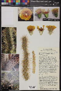 Cylindropuntia acanthocarpa var. coloradensis image