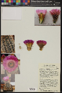 Echinocereus reichenbachii image