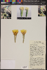 Opuntia macrorhiza image