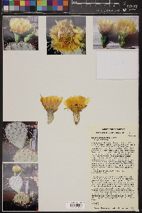 Opuntia phaeacantha image