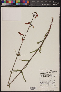 Penstemon barbatus subsp. barbatus image