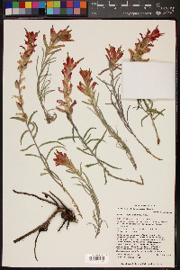 Castilleja integra image