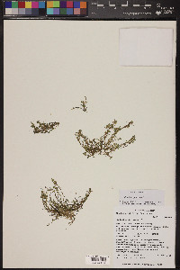 Callitriche palustris image