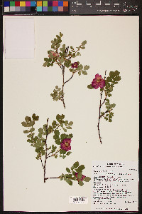 Rosa woodsii image