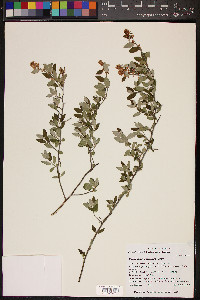 Ceanothus fendleri image