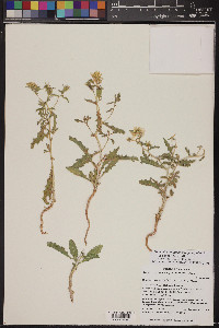 Mentzelia longiloba var. yavapaiensis image