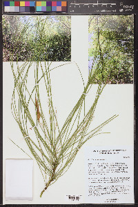 Parkinsonia aculeata image