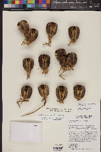 Hesperoyucca peninsularis image