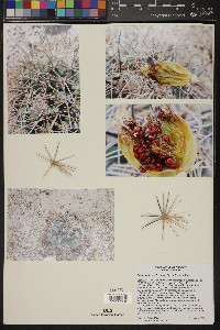 Coryphantha poselgeriana image