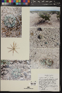Coryphantha poselgeriana image