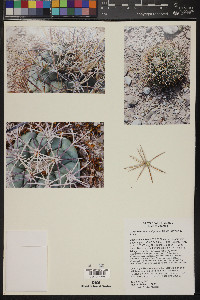 Coryphantha poselgeriana image