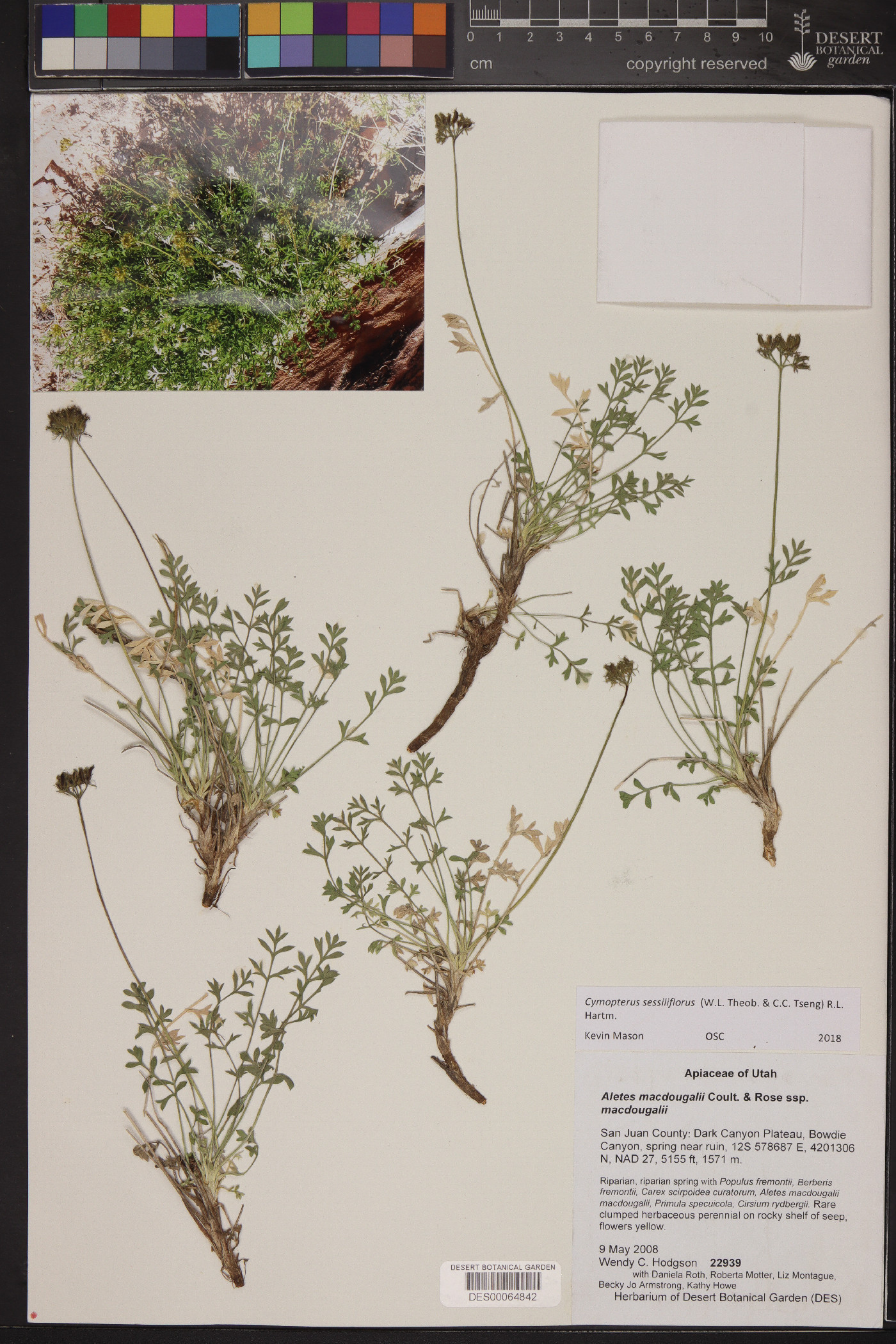 Cymopterus sessiliflorus image