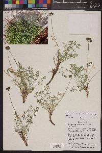 Cymopterus sessiliflorus image