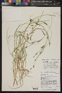 Carex arizonica image