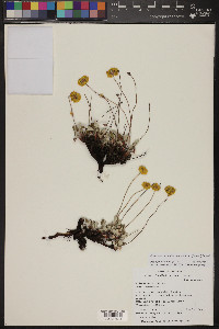 Eriogonum arcuatum image