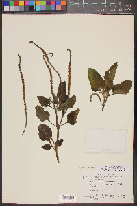 Heliotropium indicum image