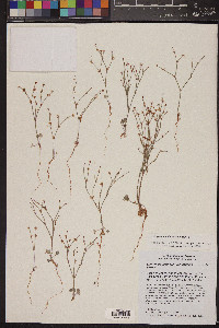 Eriogonum palmerianum image