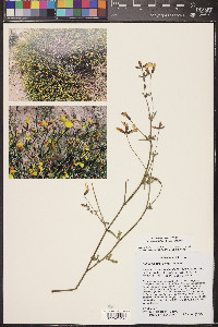 Acmispon rigidus image