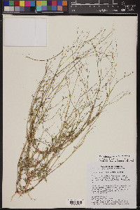 Boerhavia wrightii image