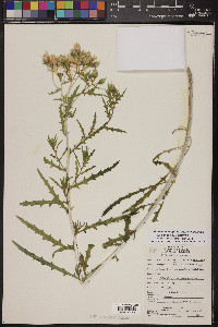 Mentzelia longiloba var. yavapaiensis image