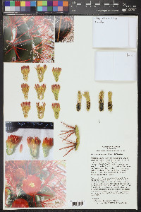 Ferocactus pilosus image