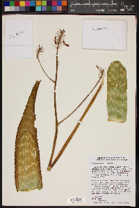 Image of Aloe kilifiensis