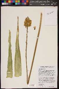 Image of Aloe schomeri