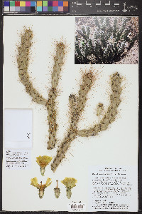 Cylindropuntia abyssi image