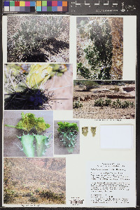 Cylindropuntia abyssi image