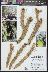 Cylindropuntia abyssi image