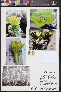 Cylindropuntia abyssi image