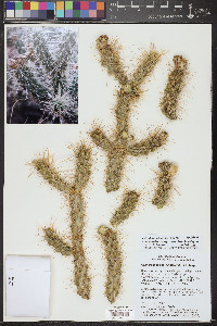 Cylindropuntia abyssi image