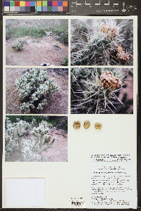 Cylindropuntia abyssi image