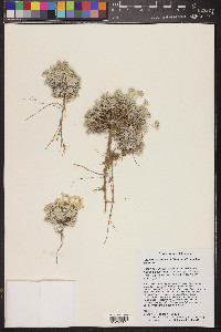 Physaria arizonica image