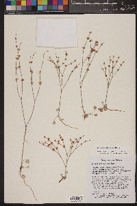 Eriogonum palmerianum image