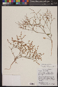 Eriogonum palmerianum image