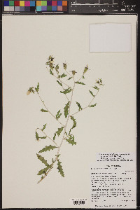 Mentzelia longiloba var. yavapaiensis image