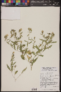 Mentzelia longiloba var. yavapaiensis image