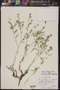 Mentzelia longiloba var. yavapaiensis image