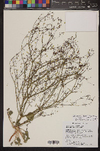 Stenogonum flexum image