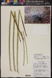 Hesperoyucca newberryi image